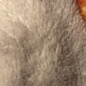 Meet your Posher, Daisy